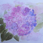 2011.Hortensia, 25x25
