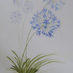 2010. Agapantus, 40x50