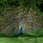 Platz 9 - Foto: Michael Brunsch, 12,38