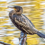 Platz 7 - Foto: Wolfgang Nickel, 12,75