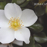 Postal Fotográfica by Martuka. Rosa Canina (flor) - Parc de Montjuïc. 3€