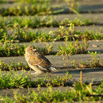 Jungvogel