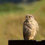Jungvogel