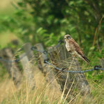 Aufnahme mit Digiscoping (=Spektiv + Kamera)