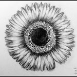 Bleistiftzeichnung Blüten
