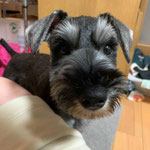 2020.12.29　さつきちゃんが正式譲渡になりました。
