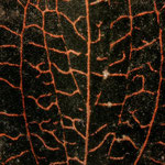 anectochillus roxburghii