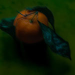 Les mandarines (©D.Rochut 2017)
