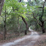 Road to the beach