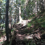  Steiler Waldweg zum Kruckenbrettl Gipfel