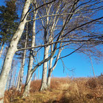  Durch den idyllischen goldenen Herbstwald