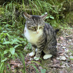 Kein seltener Gast hier: diese Katze lebt hier in der Nähe und kommt gerne ans Steyr Ufer - bitte nicht mitnehmen und in ein Tierheim bringen, ihre Besitzer wissen, dass sie sich gerne hier aufhält