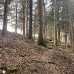 Knapp unterhalb des Gipfels verließen wir den markierten Weg und stiegen querfeldein durch den Wald auf, vorbei an der verfallenen Holzhütte