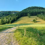 Das erste Stück weit bis zum Waldrand legten wir auf einem Karrenweg zurück