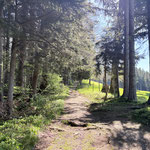 Gemütlich ging es entlang des Waldrandes und schließlich in den Wald hinein