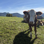 Auch hier verfolgten mich einige neugierige Blicke 🐄