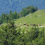  Kühe auf der Schafbergalm bei der Talfahrt