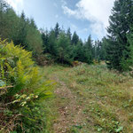 Dem Karrenweg folgten wir nun ein ganzes Stück weit und umrundeten dadurch den Brandangerkogel von Norden