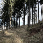 Ein schmäler werdender Karrenweg führte uns weiter durch den Wald in Richtung Gipfel