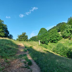 Gleich darauf hatten wir den Wald hinter uns gelassen und eine Almwiese erreicht