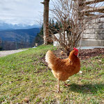 Zwischen einigen freilaufenden Hühner genehmigten wir uns noch eine ausgiebige Pause auf der Sonnenterrasse des Gasthofs Schwarz am Hongar
