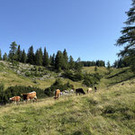 Hier nun einige Fotos der wunderschönen Alm
