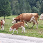 Im Tal angekommen kehrten wir noch bei der Rettenbachalm ein - diese war nahezu umzingelt durch eine ganze Menge neugieriger Kühe