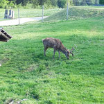 Auch an diesem wunderschönen Hirsch ging es vorbei