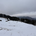 In Serpentinen folgten wir der Forststraße über die Alm