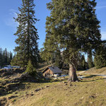 Nachdem wir die idyllische Alm passiert hatten, stiegen wir über den Waldpfad weiter ab