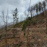 Vor uns zeigten sich Spuren von Forstarbeit im Wald - es gibt auch ein forstliches Sperrgebiet von 07. März bis 30. April