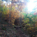  und schließlich tauchen wir wieder in den golden verfärbten Wald ein