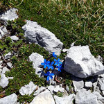  Enzianblüten am Weg bilden den Kontrast zum Schnee und der kargen Landschaft