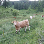 Rundum die Schafferreith grasten viele Kühe - sie beobachteten uns zwar interessiert, widmeten sich dann doch lieber wieder dem Gras