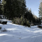 Der steile Waldpfad querte zwei Mal die Forststraße