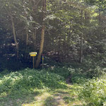 Der Forststraße folgten wir bis zur einer kleinen Lichtung, der sogenannten Schönau - hier direkt bei dem Wanderschild gabelt sich der Weg. Hält man sich links, so geht es aufwärts zum Steyrsberg