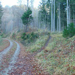  Nach der Jagdhütte wandern wir einige Minuten auf der Forststraße - an dieser Stelle zweigt der Waldweg wieder ab