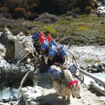 Yaktransport auf dem Weg zum Everest Basislager