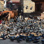 Heilige Tauben und heilige Kühe in Kathmandu