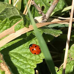 Marienkäfer aufgenommen in Westhofen von Lina H.