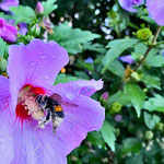 Erdhummel in Hibiskus aufgenommen in Eich von Cora W.