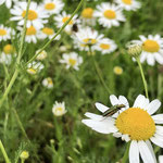 Schenkelbock auf Margerite von Lena H.