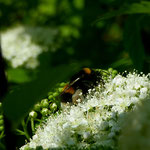 Erdhummel auf Blüte aufgenommen in Frettenheim von Mia G.
