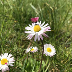 Wildbiene auf Gänseblümchen aufgenommen in Winzenheim von Marie-Claire S.