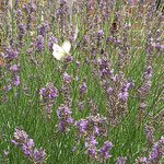 Kohlweißling auf Lavendel aufgenommen in Dorn-Dürkheim von Michael L.