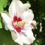 Honigbiene mit Hibiskusblüte aufgenommen von Lisa C.