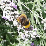 Erdhummel aufgenommen in Erbes-Büdesheim von Anika D. 