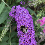 Erdhummel auf Sommerflieder aufgenommen in Winzenheim von Marie-Claire S.