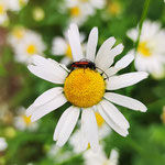 Bockkäfer aufgenommen in Grolsheim von Lena H. 