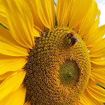 Ackerhummel auf Sonnenblume aufgenommen in Bingen von Nika O.